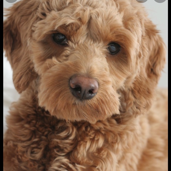 Meet your Posher, Brooke - Picture 1 of 1